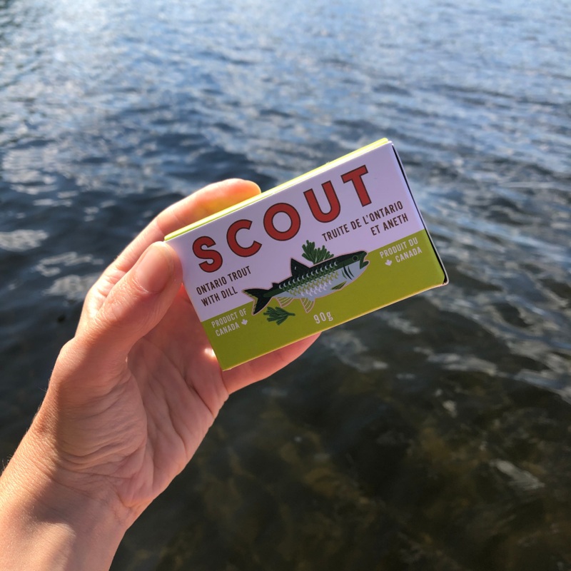 Scout Rainbow Trout