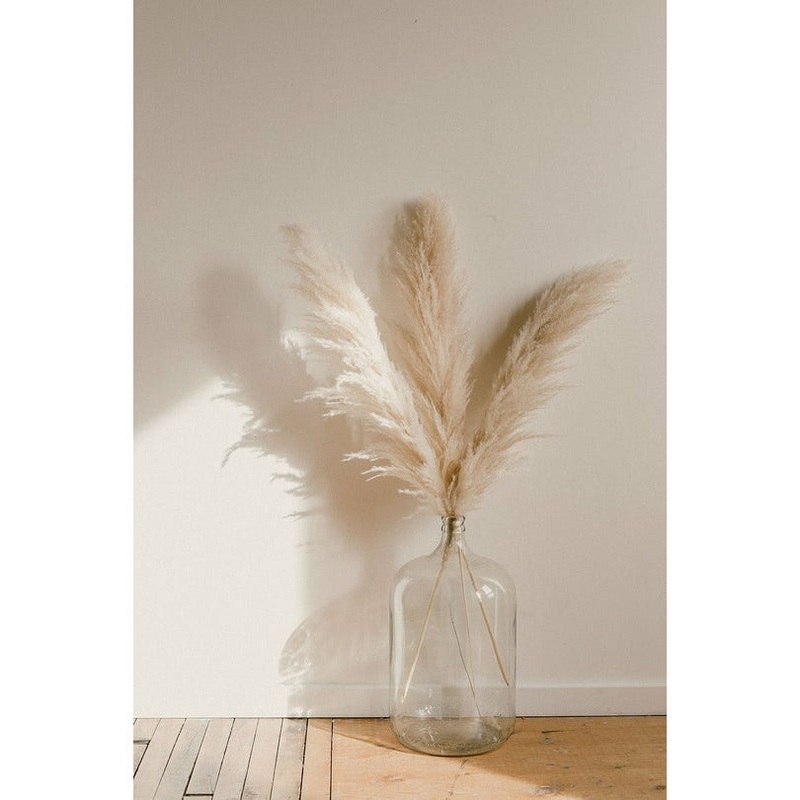 Champagne Pampas Grass