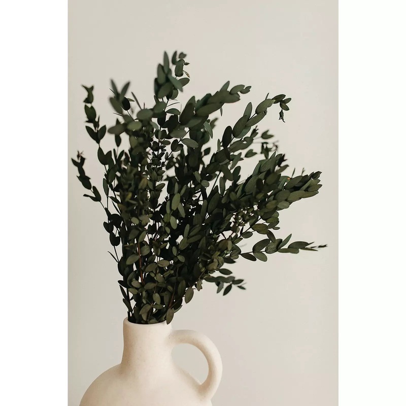 Preserved Parvifolia Eucalyptus